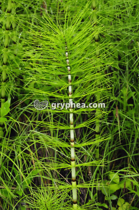 Grande Prêle, - tige stérile chlorophyllienne (Equisetum telmateia)  - gryphea.com